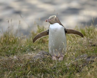 Penguin, Yellow-Eyed-010409-Flea Bay, Banks Pennisula, S Island, New Zealand-#0040.jpg
