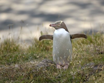 Penguin, Yellow-Eyed-010409-Flea Bay, Banks Pennisula, S Island, New Zealand-#0064.jpg