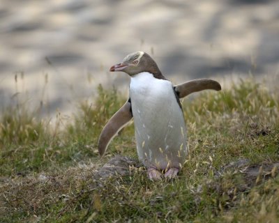 Penguin, Yellow-Eyed-010409-Flea Bay, Banks Pennisula, S Island, New Zealand-#0104.jpg