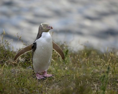 Penguin, Yellow-Eyed-010409-Flea Bay, Banks Pennisula, S Island, New Zealand-#0521.jpg