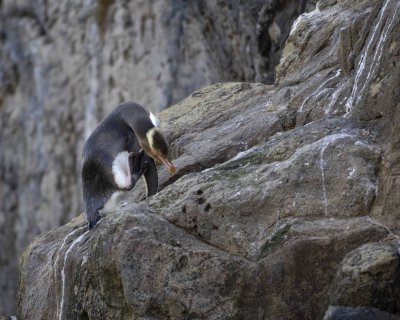 Penguin, Yellow-Eyed-010709-Otago Peninsula, S Island, New Zealand-#0365.jpg