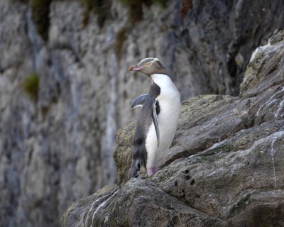 Penguin, Yellow-Eyed-010709-Otago Peninsula, S Island, New Zealand-#0369.jpg