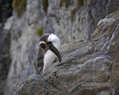 Penguin, Yellow-Eyed-010709-Otago Peninsula, S Island, New Zealand-#0400.jpg