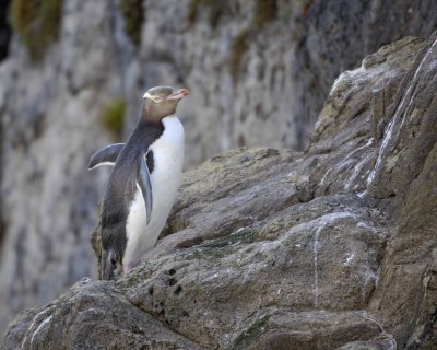 Penguin, Yellow-Eyed-010709-Otago Peninsula, S Island, New Zealand-#0419.jpg
