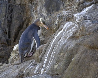 Penguin, Yellow-Eyed-010709-Otago Peninsula, S Island, New Zealand-#0424.jpg