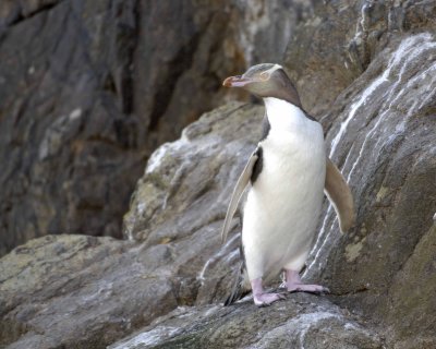 Penguin, Yellow-Eyed-010709-Otago Peninsula, S Island, New Zealand-#0430.jpg