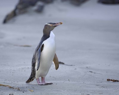 Penguin, Yellow-Eyed-010709-Otago Peninsula, S Island, New Zealand-#0514.jpg