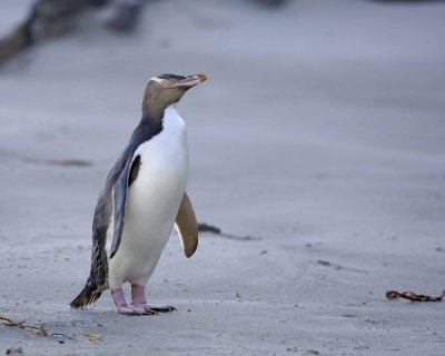 Penguin, Yellow-Eyed-010709-Otago Peninsula, S Island, New Zealand-#0517.jpg