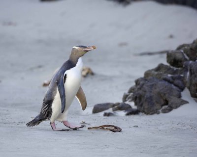 Penguin, Yellow-Eyed-010709-Otago Peninsula, S Island, New Zealand-#0527.jpg