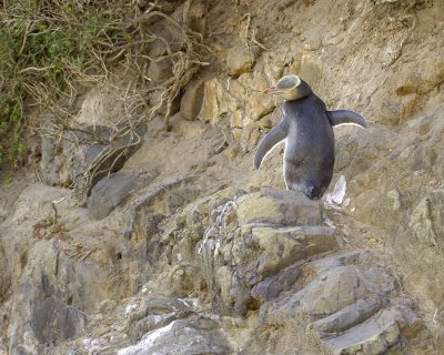 Penguin, Yellow-Eyed-010709-Otago Peninsula, S Island, New Zealand-#0541.jpg