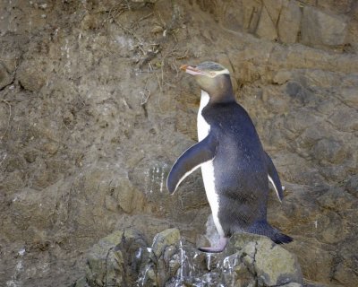 Penguin, Yellow-Eyed-010709-Otago Peninsula, S Island, New Zealand-#0612.jpg