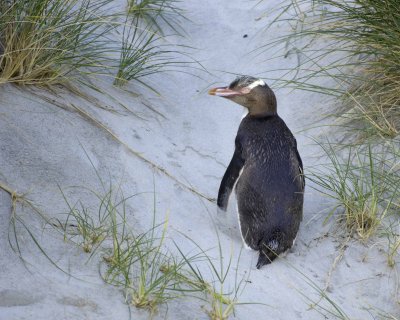 Penguin, Yellow-Eyed-010709-Otago Peninsula, S Island, New Zealand-#0640.jpg