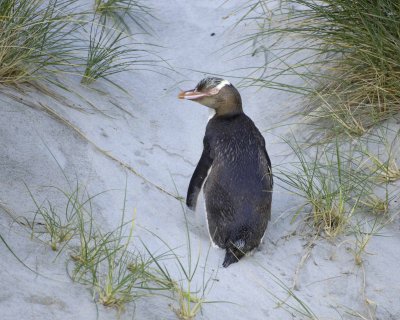 Penguin, Yellow-Eyed-010709-Otago Peninsula, S Island, New Zealand-#0642.jpg