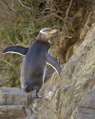 Penguin, Yellow-Eyed-010709-Otago Peninsula, S Island, New Zealand-#0647.jpg
