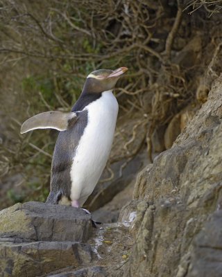 Penguin, Yellow-Eyed-010709-Otago Peninsula, S Island, New Zealand-#0689.jpg