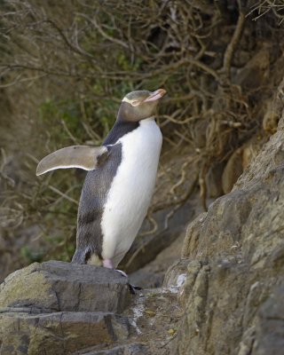 Penguin, Yellow-Eyed-010709-Otago Peninsula, S Island, New Zealand-#0690.jpg