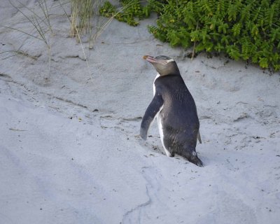 Penguin, Yellow-Eyed-010709-Otago Peninsula, S Island, New Zealand-#0764.jpg