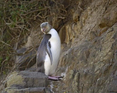 Penguin, Yellow-Eyed-010709-Otago Peninsula, S Island, New Zealand-#0881.jpg