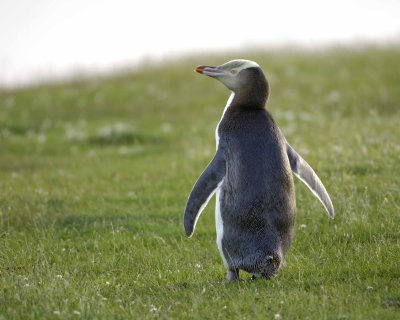 Penguin, Yellow-Eyed-010709-Otago Peninsula, S Island, New Zealand-#1025.jpg