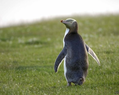 Penguin, Yellow-Eyed-010709-Otago Peninsula, S Island, New Zealand-#1028.jpg
