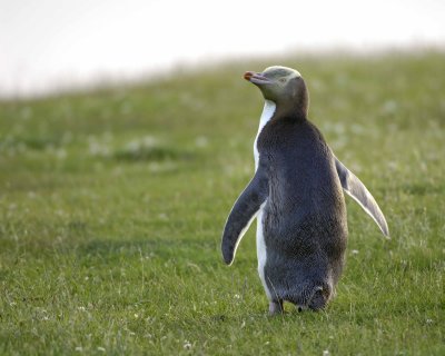 Penguin, Yellow-Eyed-010709-Otago Peninsula, S Island, New Zealand-#1030.jpg