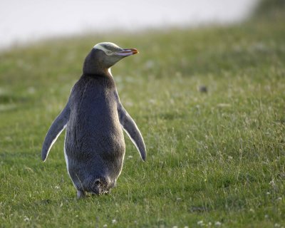 Penguin, Yellow-Eyed-010709-Otago Peninsula, S Island, New Zealand-#1048.jpg