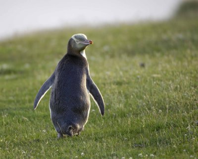Penguin, Yellow-Eyed-010709-Otago Peninsula, S Island, New Zealand-#1056.jpg