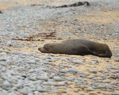 Seal, New Zealand Fur-010609-Bushy Beach, Oamaru, S Island, New Zealand-#0004.jpg