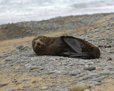 Seal, New Zealand Fur-010609-Bushy Beach, Oamaru, S Island, New Zealand-#0032.jpg