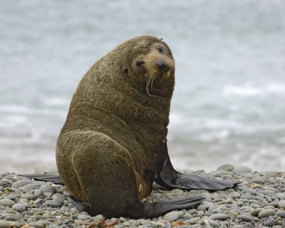Seal, New Zealand Fur-010609-Bushy Beach, Oamaru, S Island, New Zealand-#0071.jpg