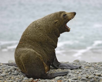 Seal, New Zealand Fur-010609-Bushy Beach, Oamaru, S Island, New Zealand-#0079.jpg