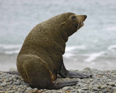 Seal, New Zealand Fur-010609-Bushy Beach, Oamaru, S Island, New Zealand-#0080.jpg