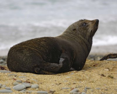Seal, New Zealand Fur-010609-Bushy Beach, Oamaru, S Island, New Zealand-#0112.jpg