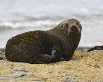 Seal, New Zealand Fur-010609-Bushy Beach, Oamaru, S Island, New Zealand-#0119.jpg