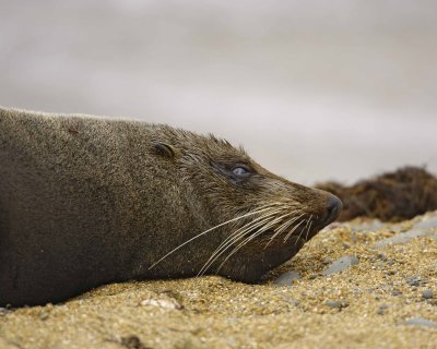 Seal, New Zealand Fur-010609-Bushy Beach, Oamaru, S Island, New Zealand-#0127.jpg