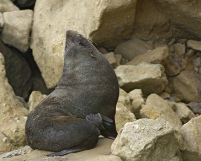 Seal, New Zealand Fur-010609-Bushy Beach, Oamaru, S Island, New Zealand-#0241.jpg