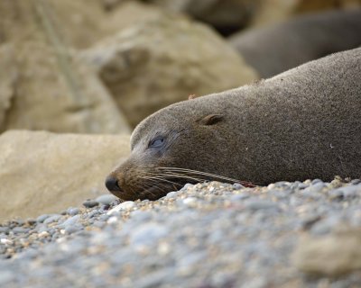 Seal, New Zealand Fur-010609-Bushy Beach, Oamaru, S Island, New Zealand-#0249.jpg