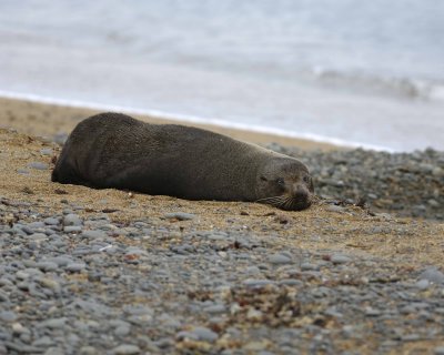 Seal, New Zealand Fur-010609-Bushy Beach, Oamaru, S Island, New Zealand-#0282.jpg