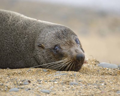 Seal, New Zealand Fur-010609-Bushy Beach, Oamaru, S Island, New Zealand-#0290.jpg