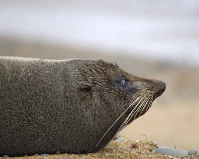 Seal, New Zealand Fur-010609-Bushy Beach, Oamaru, S Island, New Zealand-#0297.jpg
