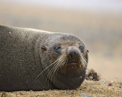 Seal, New Zealand Fur-010609-Bushy Beach, Oamaru, S Island, New Zealand-#0299.jpg