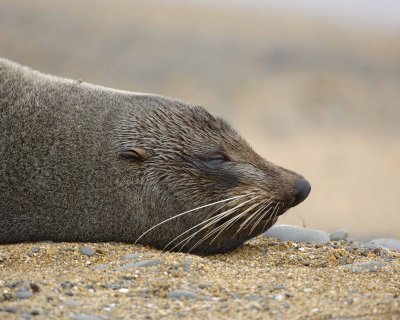 Seal, New Zealand Fur-010609-Bushy Beach, Oamaru, S Island, New Zealand-#0312.jpg