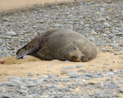 Seal, New Zealand Fur-010609-Bushy Beach, Oamaru, S Island, New Zealand-#0334.jpg