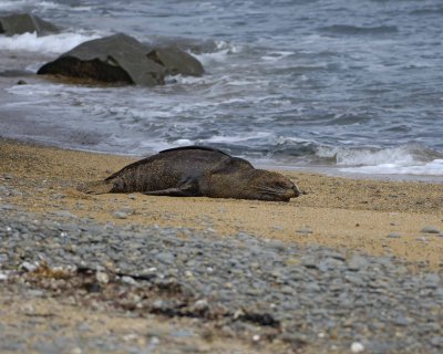 Seal, New Zealand Fur-010609-Bushy Beach, Oamaru, S Island, New Zealand-#0397.jpg