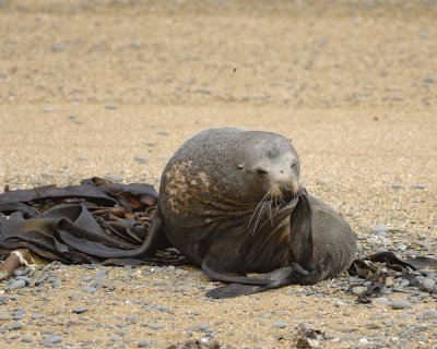 Seal, New Zealand Fur-010609-Bushy Beach, Oamaru, S Island, New Zealand-#0404.jpg