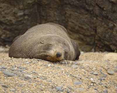 Seal, New Zealand Fur-010609-Bushy Beach, Oamaru, S Island, New Zealand-#0446.jpg