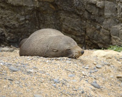 Seal, New Zealand Fur-010609-Bushy Beach, Oamaru, S Island, New Zealand-#0468.jpg
