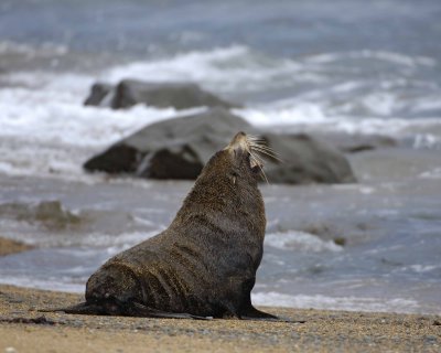 Seal, New Zealand Fur-010609-Bushy Beach, Oamaru, S Island, New Zealand-#0518.jpg