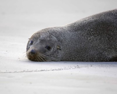 Seal, New Zealand Fur-010709-Otago Peninsula, S Island, New Zealand-#0996.jpg