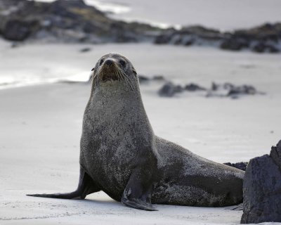 Seal, New Zealand Fur-010709-Otago Peninsula, S Island, New Zealand-#1011.jpg